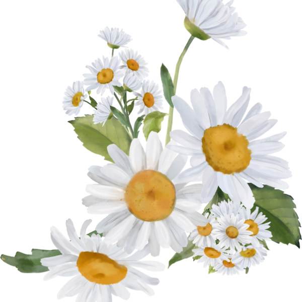 chamomile flower illustration