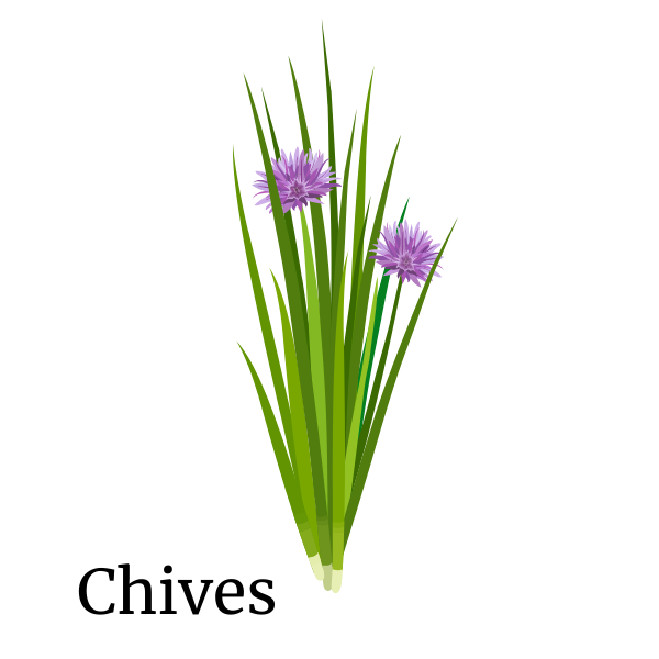 chives illustration