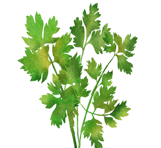 cilantro herb illustration