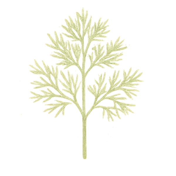 dill herb illustration