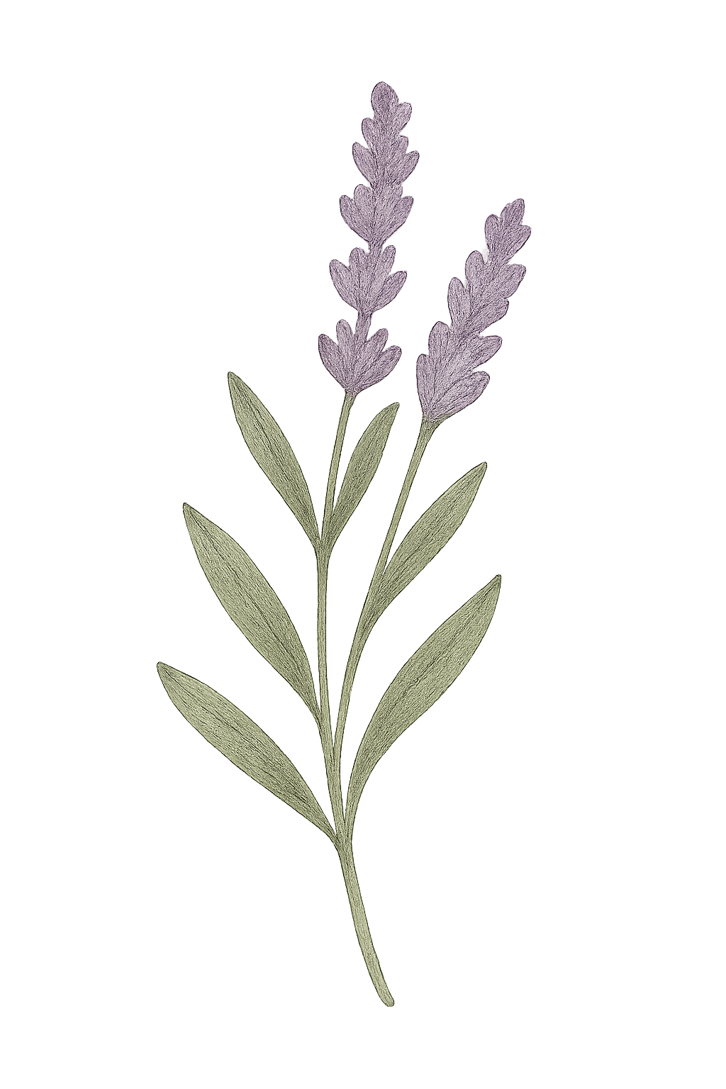 lavender illustration