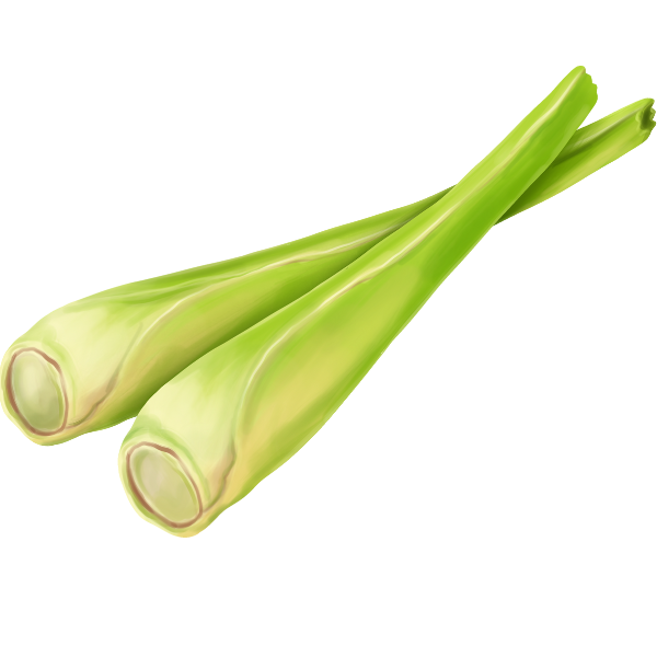 lemongrass illustration
