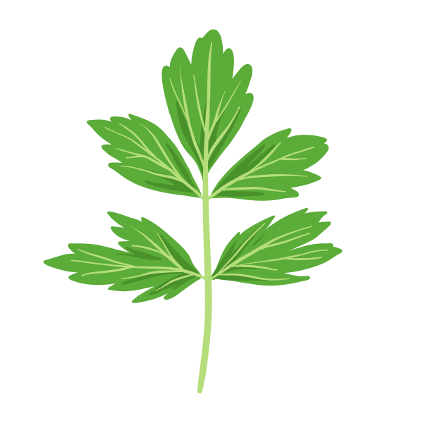 lovage herb illustration