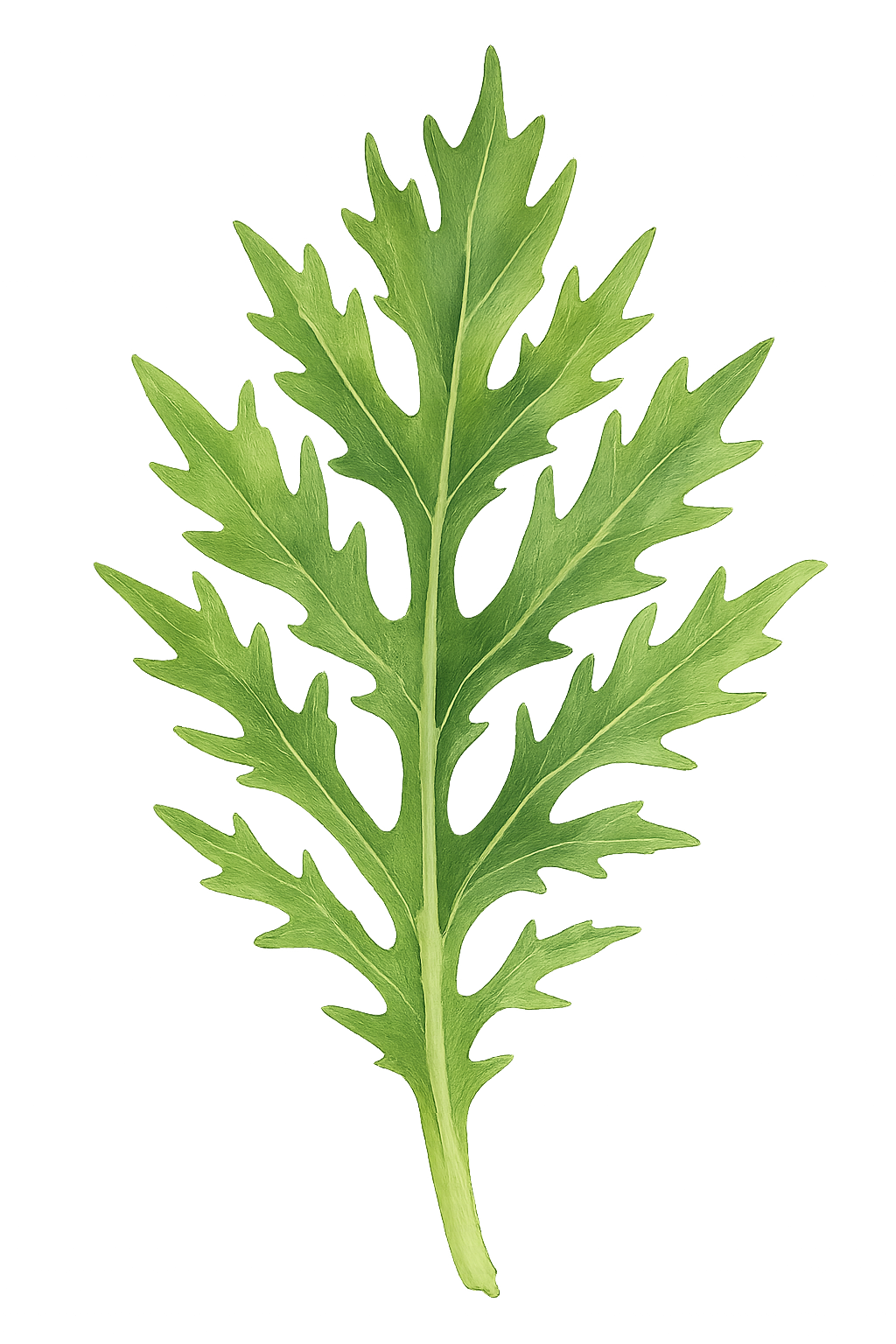 mizuna greens illustration