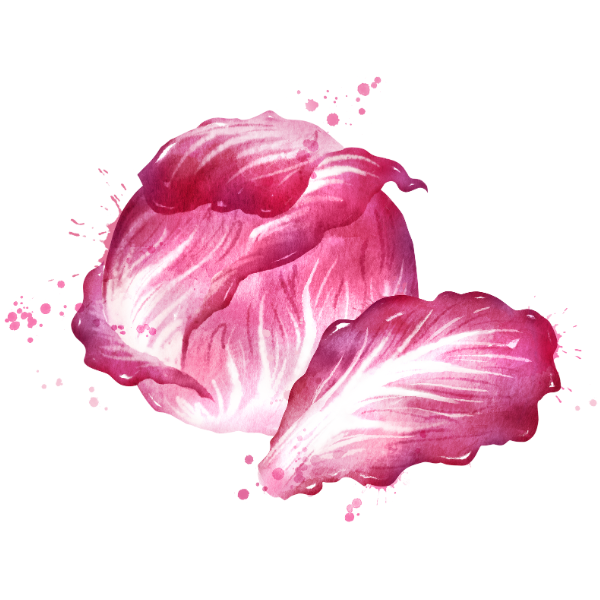 radicchio illustration