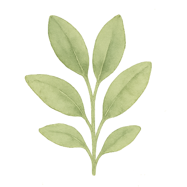 sage herb illustration
