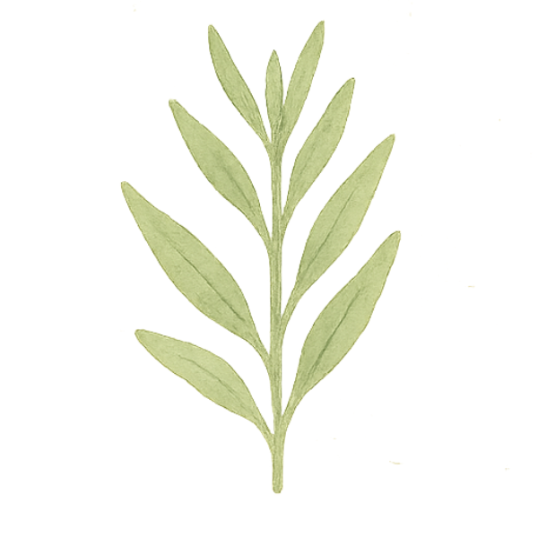 tarragon herb illustration
