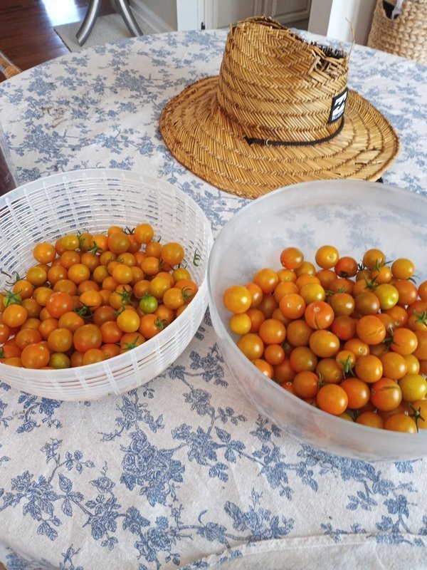 Harvest basket from the kitchen garden - beginner vegetable garden planner results