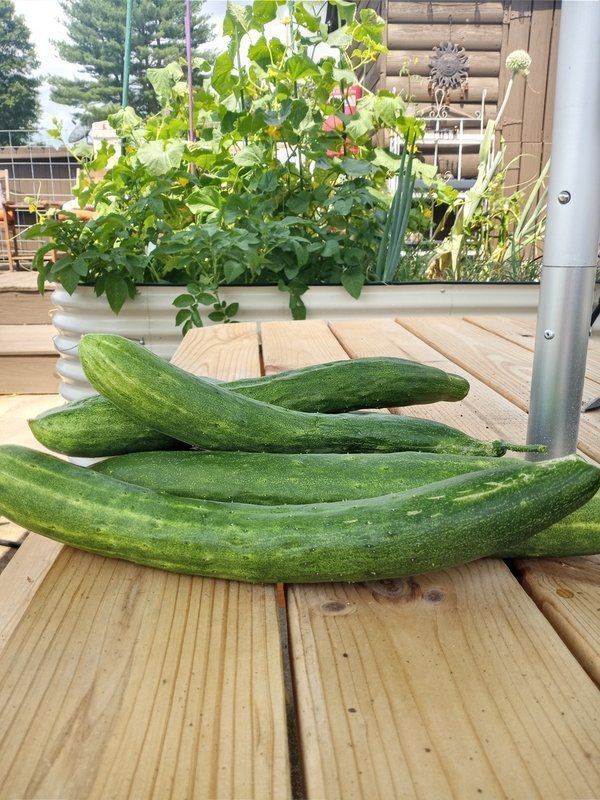 Fresh kitchen garden harvest - vegetable garden planner guide