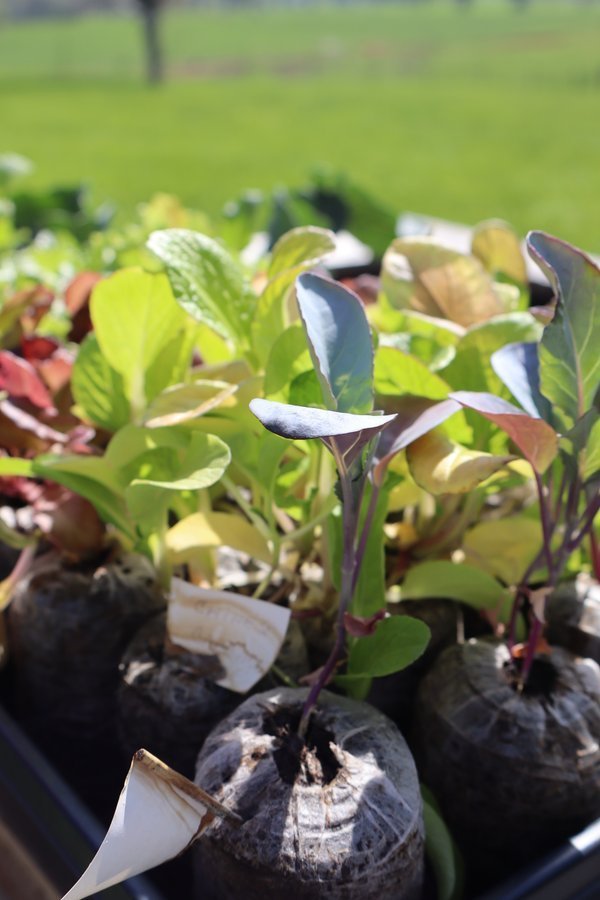 Seedlings hardening off outdoors before transplanting