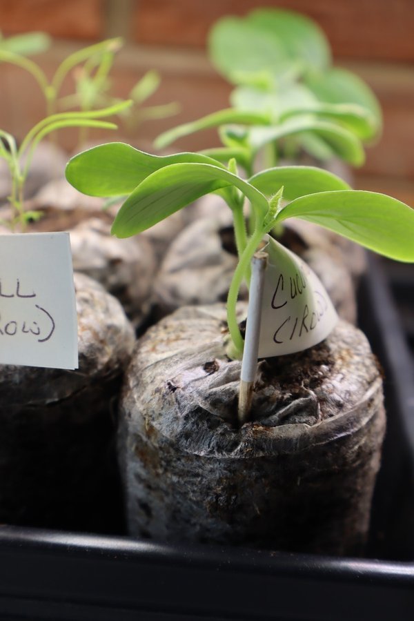 Seed starting trays with young seedlings growing indoors under light - indoor seed starting setup