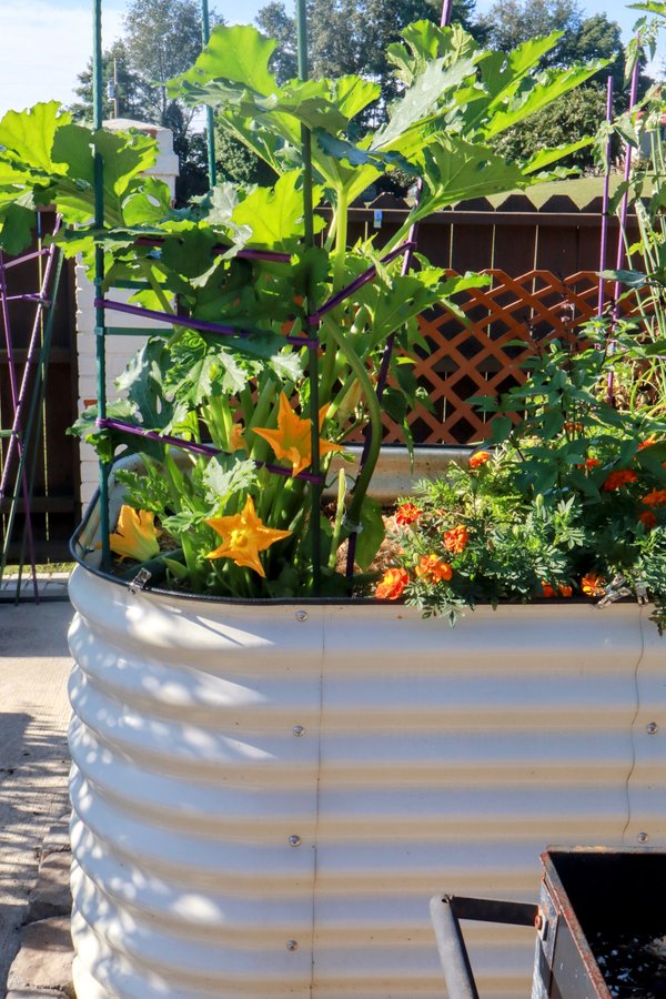 Small 4x8 raised bed kitchen garden layout