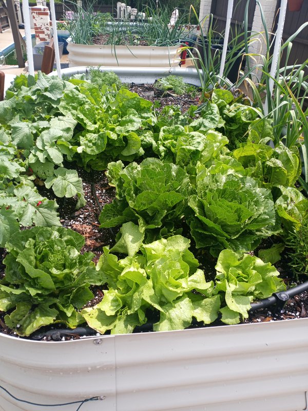 Small raised bed kitchen garden planner example with vegetables and herbs