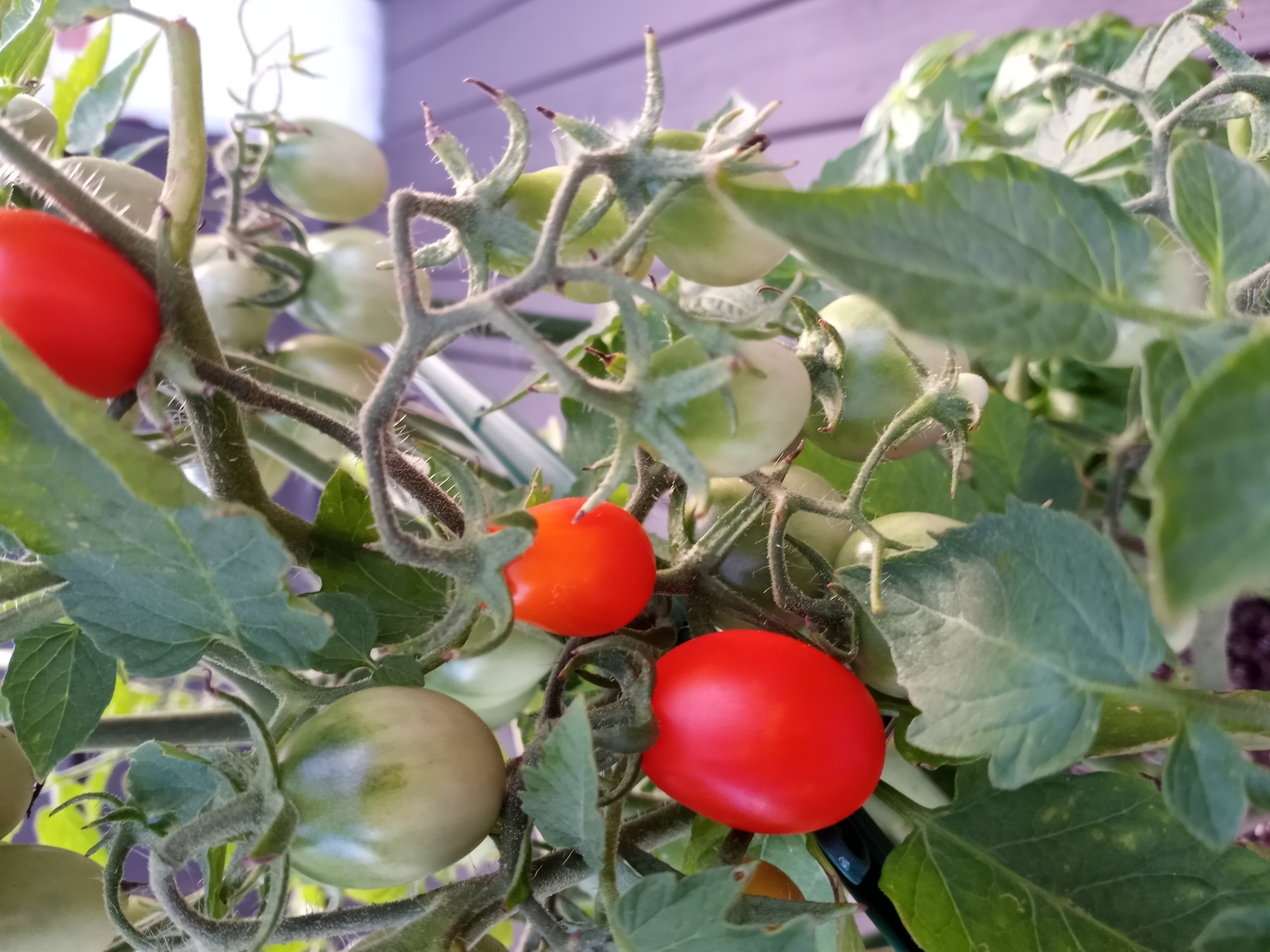 Fresh homegrown tomatoes