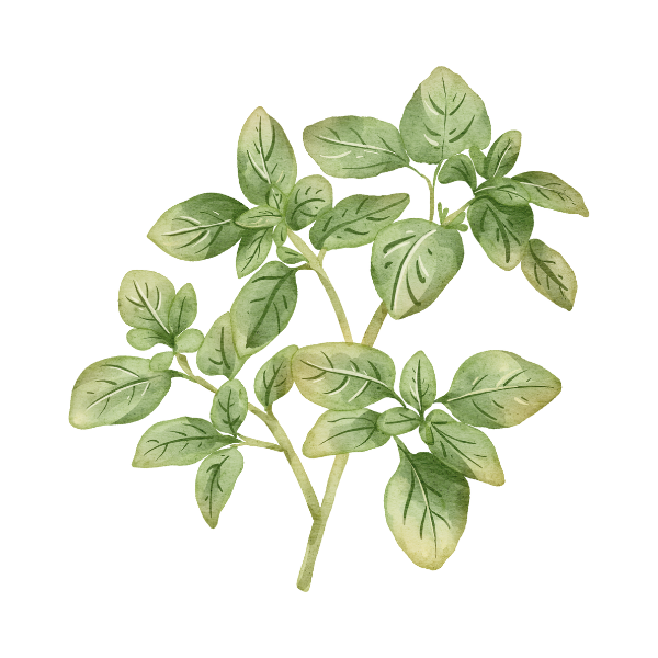 oregano illustration