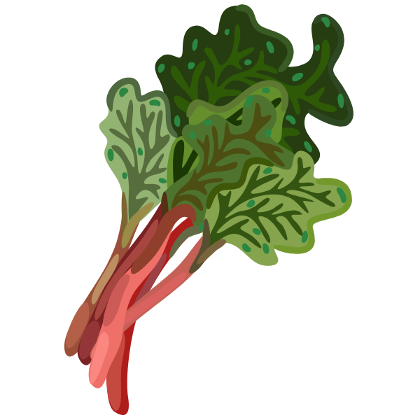 rhubarb illustration