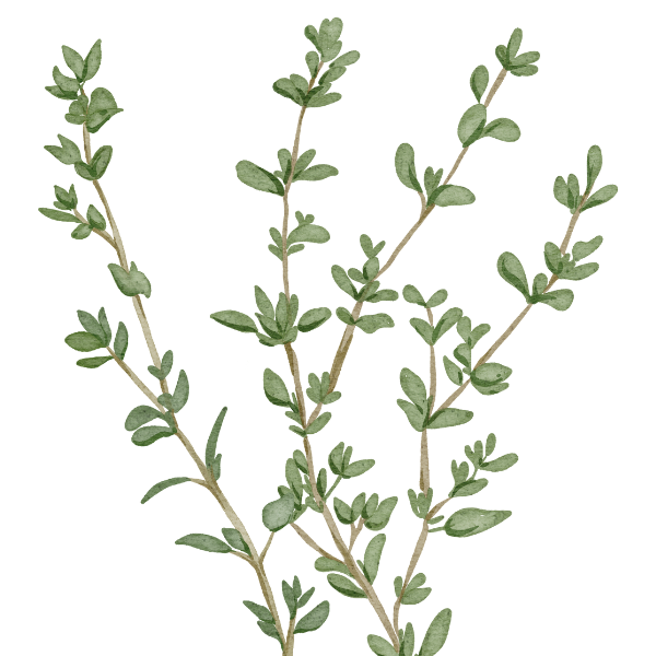 thyme illustration